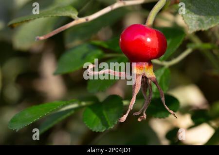 baie médicinale de rosehip, rosehip rond rouge sur une branche parmi les feuilles vertes, fond naturel d'automne Banque D'Images