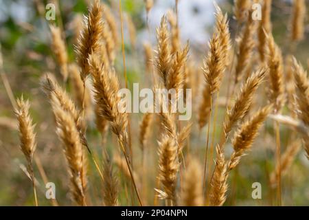 Anthoxanthum odoratum épillets dorés dans un champ d'été août Banque D'Images