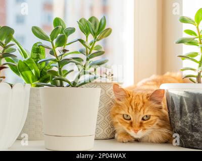 Chat de gingembre mignon se cachant sur le seuil de fenêtre parmi les pots de fleurs avec des plantes de maison. Animal domestique doux près de plantes succulentes de Crassula. Confortable maison éclairée avec su Banque D'Images