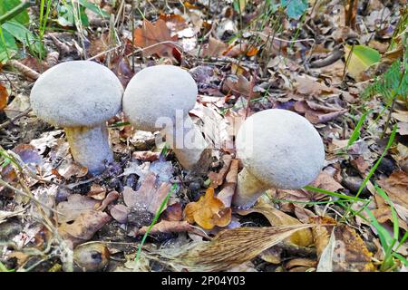 Lycoperdon perlatum, populairement connu comme la vesse-de-commune, warted puffball, gem cloutés, ou la vesse-de-devil's snuff-box, est une espèce de puffball Banque D'Images