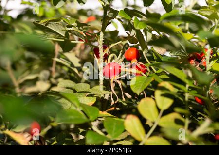 baie médicinale de rosehip, rosehip rond rouge sur une branche parmi les feuilles vertes, fond naturel d'automne Banque D'Images