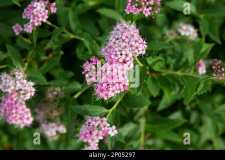 Fleurs de verveine bonariensis (Vervain argentin ou Purpletop Vervain, Clustertop Verbain, Tall Verbena, Pretty Verbena) dans le jardin Banque D'Images