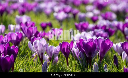 Crocuses pourpres et blanches poussant dans la pelouse de conifères. Photographié au printemps au RHS Wisley Garden, Surrey, Royaume-Uni. Banque D'Images