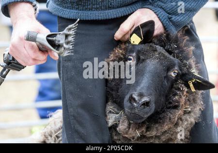 Sheep-shearer Jens Gerbert shears a rough-wool Pomeranian sheep in the Herzberge Country Park in Berlin, Germany, Tuesday, March 14, 2017. (Soeren Stache/dpa via AP)