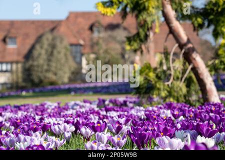 Crocuses pourpres et blanches poussant dans la pelouse de conifères. Photographié au printemps au RHS Wisley Garden, Surrey, Royaume-Uni. Banque D'Images