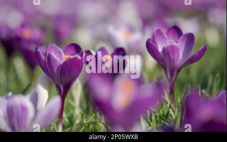 Crocuses pourpres et blanches poussant dans la pelouse de conifères. Photographié au printemps au RHS Wisley Garden, Surrey, Royaume-Uni. Banque D'Images