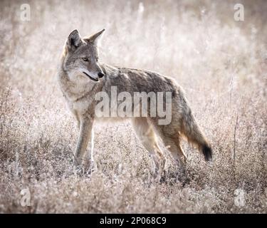 Coyote (canis latrans) debout au grand-terrain en regardant en arrière Colorado, États-Unis Banque D'Images