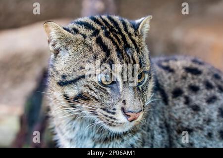 L'image de gros plan du chat de pêche (Prionailurus viverrinus). C'est un chat sauvage de taille moyenne de l'Asie du Sud et du Sud-est. Banque D'Images