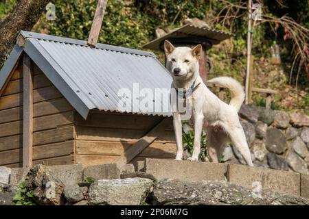 Shiba inu japonais blanc, Kamiyama, île de Shikoku, Japon Banque D'Images