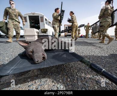 Un mannequin d'entraînement K-9 est prêt à être attaché sur une litière et chargé dans un C-130J Super Hercules à la base aérienne Ali Al Salem, au Koweït, le 8 février 2023. Des aviateurs du 386th Expeditionary Medical Squadron, du 405th Expeditionary Air Evacuation Squadron, États-Unis Les Services de soutien aux vétérinaires du détachement médical de l'armée 109th et les partenaires de la coalition d'Italie et du Danemark se sont associés pour apprendre à préparer et à charger des patients sur un C-130J Super Hercules. Banque D'Images