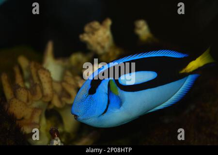 Paracanthurus hepatus est une espèce de poissons de mer Indo-Pacific, un poisson populaire dans les aquariums marins. Les noms communs incluent le tang régal, la palette de surpoissons Banque D'Images