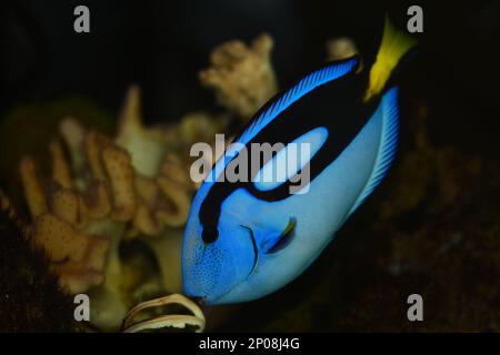 Paracanthurus hepatus est une espèce de poissons de mer Indo-Pacific, un poisson populaire dans les aquariums marins. Les noms communs incluent le tang régal, la palette de surpoissons Banque D'Images