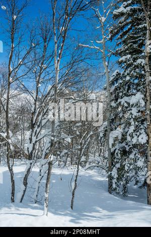 Arbres enneigés à Sundance Resort, également connu sous le nom de Sundance Mountain Resort, qui est une station de ski située à 13 miles (21 km) au nord-est de Provo, Utah, Banque D'Images