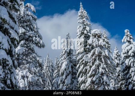 Arbres enneigés à Sundance Resort, également connu sous le nom de Sundance Mountain Resort, qui est une station de ski située à 13 miles (21 km) au nord-est de Provo, Utah, Banque D'Images