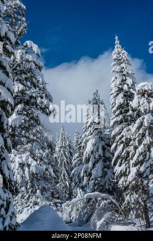 Arbres enneigés à Sundance Resort, également connu sous le nom de Sundance Mountain Resort, qui est une station de ski située à 13 miles (21 km) au nord-est de Provo, Utah, Banque D'Images