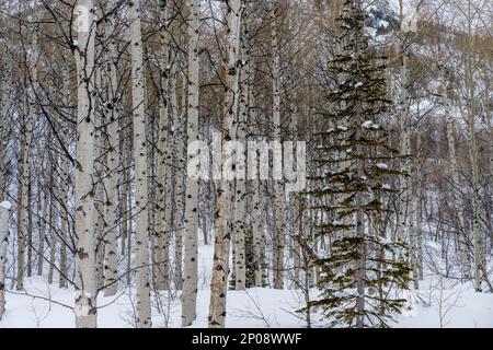 Forêt d'hiver avec des arbres de trembles (Populus tremuloides), l'arbre d'état de l'Utah, et un sapin de Douglas (genre Pseudotsuga) au Centre nordique Banque D'Images