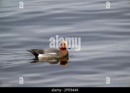 Un drake (homme) de Wigeon eurasien (Mareca penelope) sur le lac Washington à Kirkland, État de Washington, États-Unis. Banque D'Images