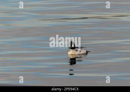 Un drake (homme) œil d'or commun (Bucephala clangula) sur le lac Washington à Kirkland, État de Washington, États-Unis. Banque D'Images