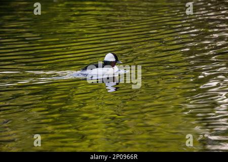 Un canard à tête de buffle mâle (Bucephala albéola) nage sur le lac Yellow, Sammamish, comté de King, État de Washington, États-Unis. Banque D'Images