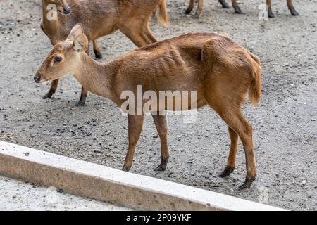 Le cerf de Bawean (Axis kuhlii) est une espèce de cerf très menacée endémique de l'île de Bawean en Indonésie. Banque D'Images