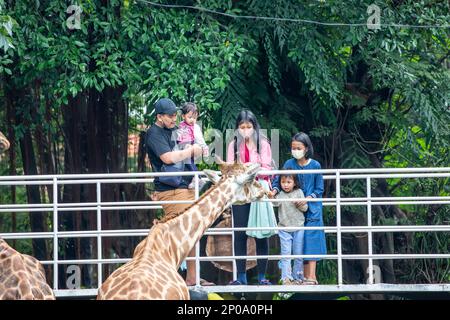 Surabaya Indoensia 24th décembre 2022 : une famille nourrit la girafe dans le zoo de Surabaya. Banque D'Images