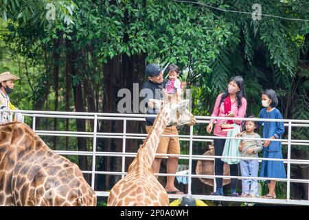 Surabaya Indoensia 24th décembre 2022 : une famille nourrit la girafe dans le zoo de Surabaya. Banque D'Images