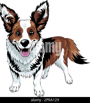 Dessin de couleur de chien Cardigan Gallois Corgi race séjour et sourire, noir et Havane avec des marques blanches Illustration de Vecteur