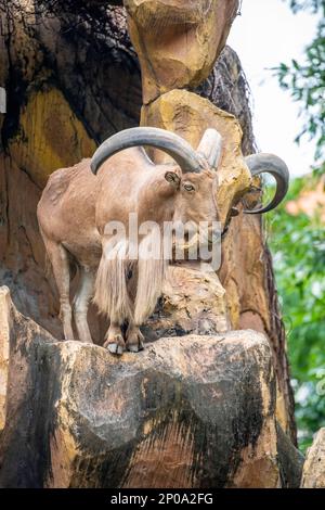 Le mouflon de Barbarie (Ammotragus lervia, également appelé Aoudad et Arui) est une espèce de Caprinae (antilope de chèvre) que l'on trouve dans les montagnes rocheuses d'Afrique du Nord. Banque D'Images