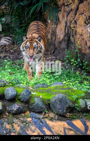 Image de gros plan du tigre de Sumatran. C'est une population de tigres de l'île indonésienne de Sumatra. Cette population a été inscrite comme étant en danger critique Banque D'Images