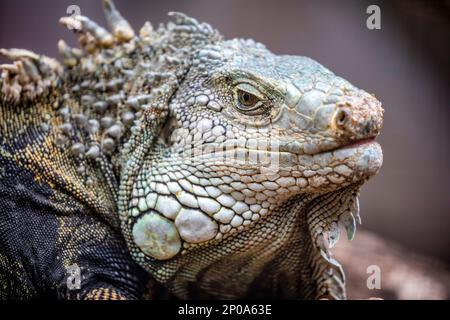 L'iguane verte, également connue sous le nom d'iguane américaine, est une grande espèce arboricole, surtout herbiveuse du genre Iguana. Banque D'Images