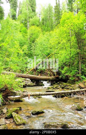 Des bûches de vieux arbres abattus se trouvent sur le lit d'une petite rivière qui coule à travers une forêt d'été après la pluie. Rivière Tevenek (troisième rivière), Altaï, Sibérie, Banque D'Images