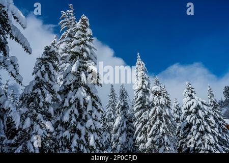 Arbres enneigés à Sundance Resort, également connu sous le nom de Sundance Mountain Resort, qui est une station de ski située à 13 miles (21 km) au nord-est de Provo, Utah, Banque D'Images