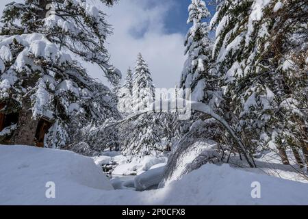 Arbres enneigés à Sundance Resort, également connu sous le nom de Sundance Mountain Resort, qui est une station de ski située à 13 miles (21 km) au nord-est de Provo, Utah, Banque D'Images