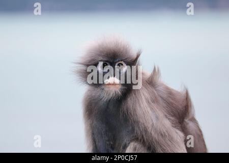 Gros plan sur un singe à feuilles dusky adulte mignon et déchiquable (Trachypithecus obscurus). Banque D'Images