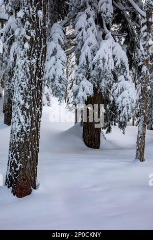 WA23204-00...WASHINGTON - arbres couverts de neige sur la montagne amabilis dans la forêt nationale Okanogan-Wenatchee, Banque D'Images