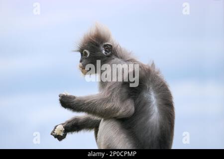 Shaggy mignon singe feuille dusky (Trachypithecus obscurus) a sorti le riz bouilli de la poubelle et le mange. Banque D'Images