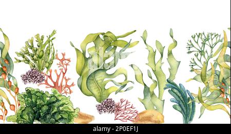 Bannière sans couture de plantes marines colorées aquarelle illustration isolée sur blanc. Ascophyllum, varech, algues dessinées à la main. Élément de conception pour panneau d'affichage Banque D'Images