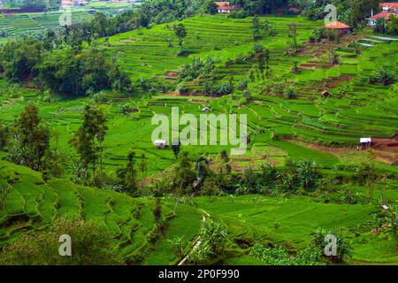 Sumedang, Java-Ouest, Indonésie. 3rd mars 2023. Vue sur le champ de riz en terrasse à Tanjungsari, Sumedang Regency, Indonésie. (Credit image: © Algi Febri Sugita/ZUMA Press Wire) USAGE ÉDITORIAL SEULEMENT! Non destiné À un usage commercial ! Banque D'Images