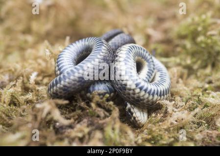 Couleuvre à herbe (natrix natrix) juvénile, férant la mort, notinghamshire, Angleterre, Royaume-Uni Banque D'Images