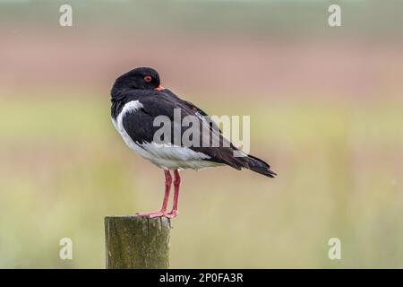 Oystercatcher eurasien (Haematopus ostralegus) reposant sur un poste de clôture Banque D'Images