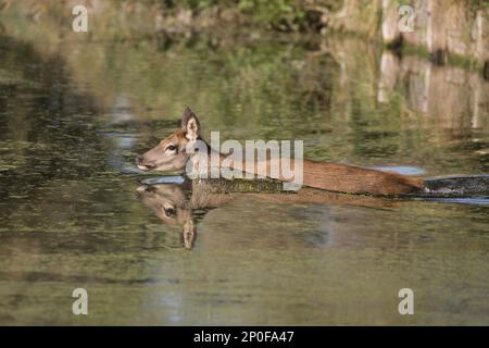 Red Deer (Cervus elaphus) veau, baignade dans le ruisseau, Bushy Park, Richmond upon Thames, Londres, Angleterre, Royaume-Uni Banque D'Images