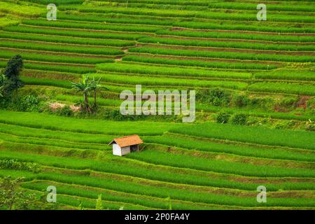 Sumedang, Java-Ouest, Indonésie. 3rd mars 2023. Vue sur le champ de riz en terrasse à Tanjungsari, Sumedang Regency, Indonésie. (Credit image: © Algi Febri Sugita/ZUMA Press Wire) USAGE ÉDITORIAL SEULEMENT! Non destiné À un usage commercial ! Banque D'Images