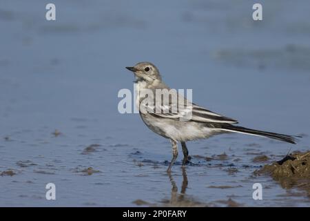 Queue de cheval à pied, queues de cheval à pied, oiseaux chanteurs, animaux, oiseaux, Pied Wagtail juvénile, fin de l'été Banque D'Images