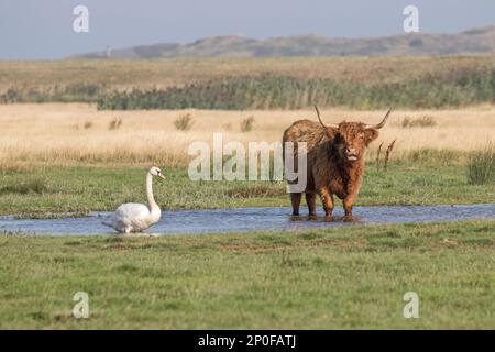 Muet le cygne avec la vache montante, debout dans l'eau avec les roseaux derrière. Marais Deepdale, Norfolk Banque D'Images