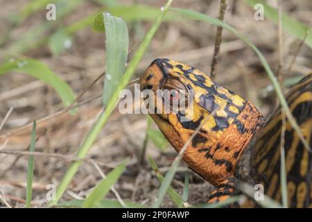 Eastern Box Turtle (Terrapene carolina), Cape May, New Jersey, États-Unis Banque D'Images