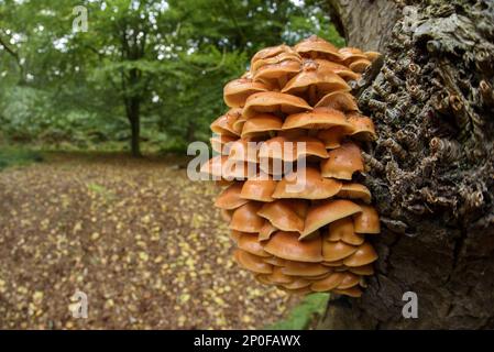 Corps de fructification de flammulina (Flammulina velutipes), amas croissant sur le tronc de chêne anglais (Quercus robur) dans des bois à feuilles caduques, Cannock Chase Banque D'Images