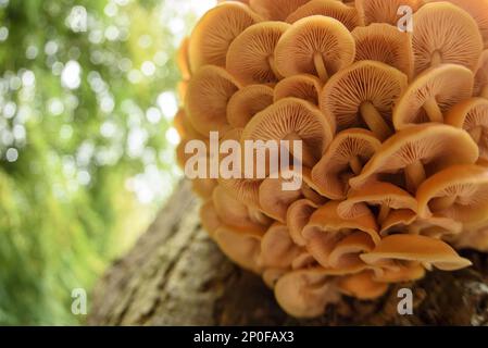 Corps de fructification de flammulina (Flammulina velutipes), amas croissant sur le tronc de chêne anglais (Quercus robur) dans des bois à feuilles caduques, Cannock Chase Banque D'Images