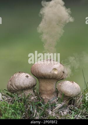 Boule à lait commune (Lycoperdon perlatum), Flaschenbovist, Pilze, organisme à fructifier à boule commune, libérant des spores, Leicestershire, octobre 2015 Banque D'Images