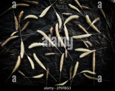 De nombreux épillets d'herbes et de graines sur fond noir. Sec à base de fleurs sauvages automne sombre toile de fond. Modèle d'herbier Banque D'Images