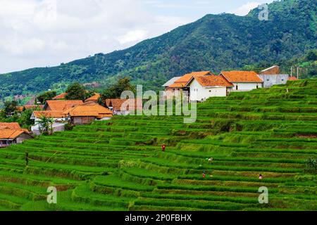 Sumedang, Java-Ouest, Indonésie. 3rd mars 2023. Les agriculteurs travaillent sur son champ de paddy à Tanjungsari, Sumedang Regency, Indonésie. (Credit image: © Algi Febri Sugita/ZUMA Press Wire) USAGE ÉDITORIAL SEULEMENT! Non destiné À un usage commercial ! Banque D'Images